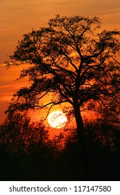 Tree against the sunset