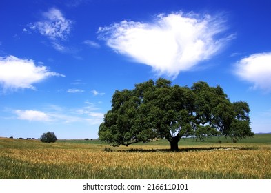 Tree in agricultural field, south of Portugal