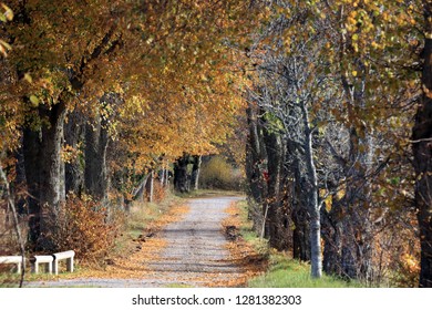 tree alley in autumn