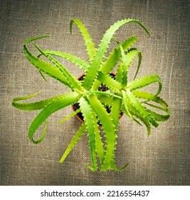 Tree Aloe Bush Top View On Burlap Background