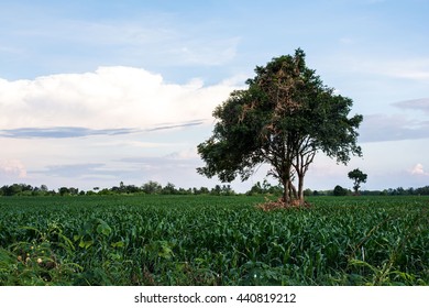 Tree alone