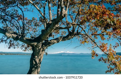 Tree alone with orange and yellow leaves at lake Taupo and Mount Tongariro and Mount Ruapehu Covered in Snow and Blue Sky