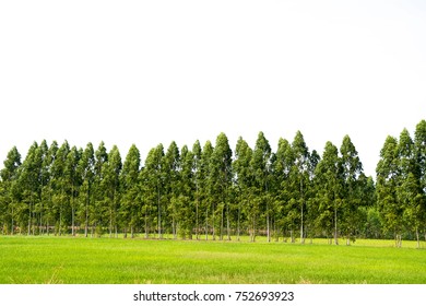 Tree alone or single on isolate white background