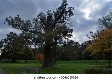 tree amid a cloudy sky