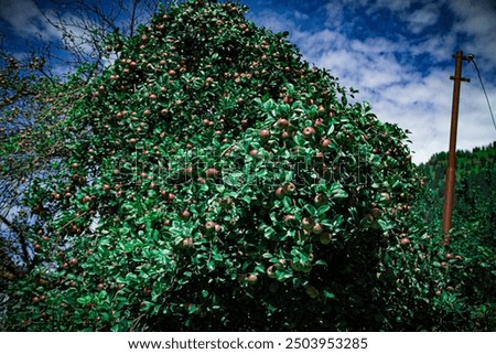 The tree of apple in uttarakhand's mountrain 