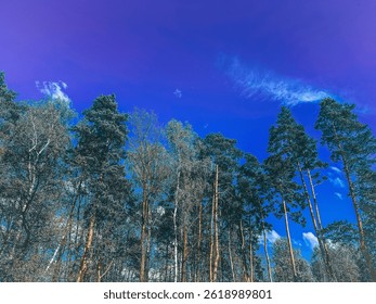 A tree in april forest