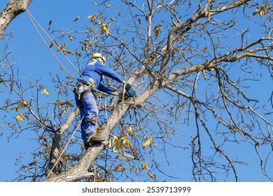 Tree arborist using chainsaw to cut tree down, while wearing safety gear. Woodcutter in uniform climbing and working on heights, process of tree trunk pruning and sawing on a top in sunny day. - Powered by Shutterstock