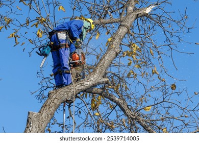 Tree arborist using chainsaw to cut tree down, while wearing safety gear. Woodcutter in uniform climbing and working on heights, process of tree trunk pruning and sawing on a top in sunny day. - Powered by Shutterstock