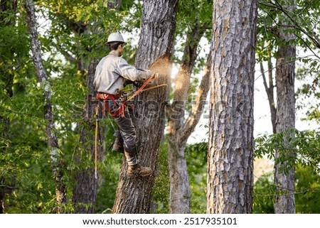 Tree arborist using chainsaw to cut tree down, while wearing safety gear.