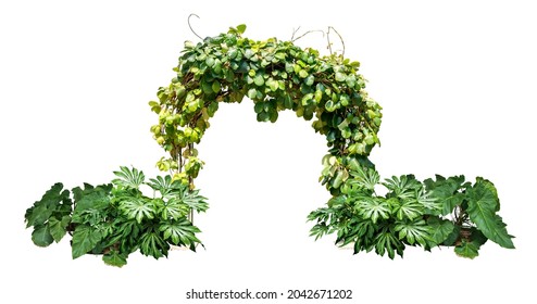 tree arch and plant isolated include clipping path on white background
