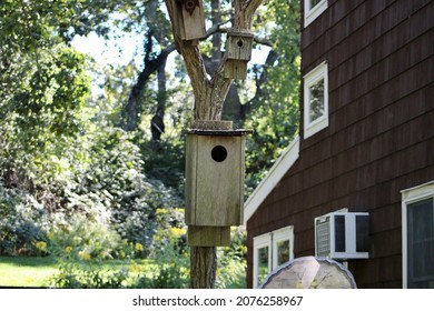 A Tree With An Array Of Different Sized Wooden Bird Houses Attached To It. The Birdboxes Range From Small Enough For A Songbird To Large Enough For A Wood Duck. There Is A Bat House Too.