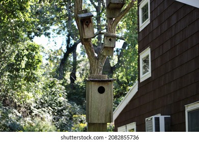 A Tree With An Array Of Different Sized Wooden Bird Houses Attached To It. The Birdboxes Range From Small Enough For A Songbird To Large Enough For A Wood Duck. There Is A Bat House Too.