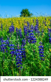 Tree Atop Lupine Spring Flower Fields, Valley Of Elah