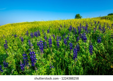 Tree Atop Lupine Spring Flower Fields, Valley Of Elah