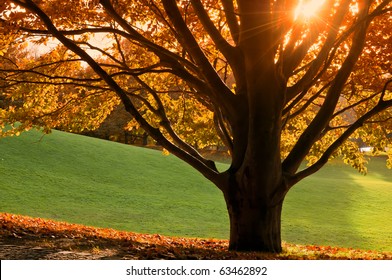 Tree in autumn with colored foliage, the sun shining through the branches, the last warm day of the year.