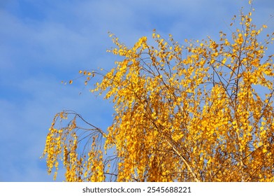 tree in autumn colours with blue background - hello autumn - hello october - hello november 