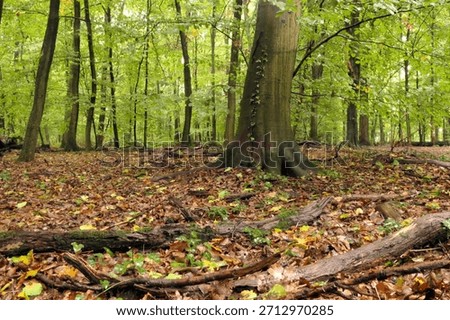 a tree in an autumn forest