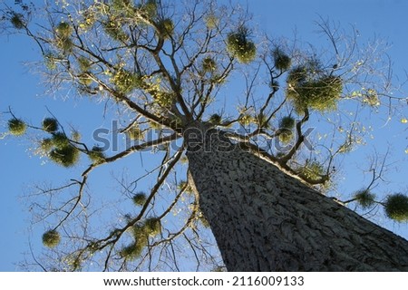 Tree in autumn with mistletoe. Tree crown in the park against the blue sky. 