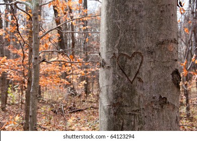 A Tree In An Autumn Woods With A Heart With An Arrow Through It Craved Into The Bark