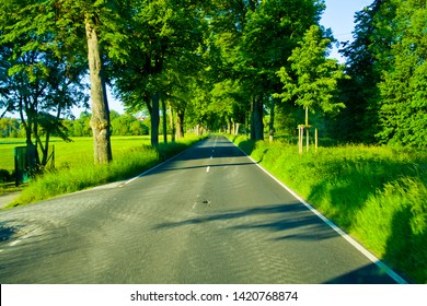 96,742 Avenue Trees Images, Stock Photos & Vectors | Shutterstock