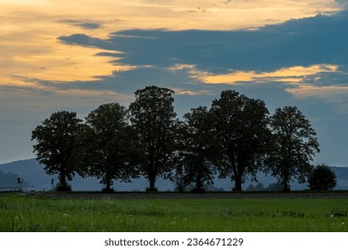 A tree avenue in the evening time - Shutterstock ID 2364671229