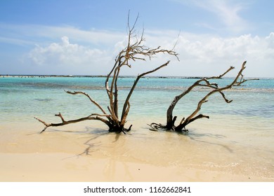 Tree At Baby Beach Aruba