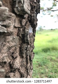 Tree back and vegetables
