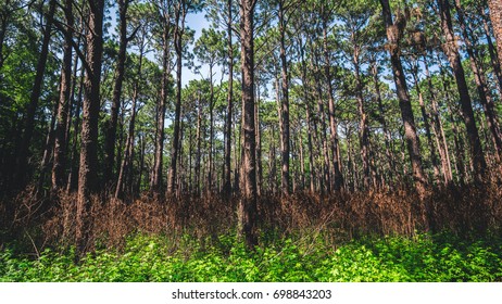 Tree background.