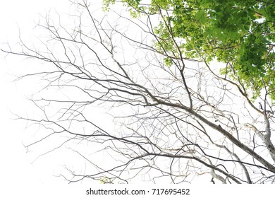 tree background
