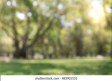tree background blur
