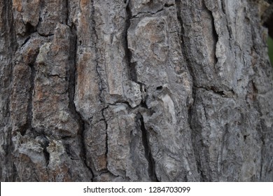 tree background, gray color. From Bark