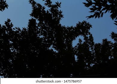 Tree background. Leaves texture. Nice wallpaper.