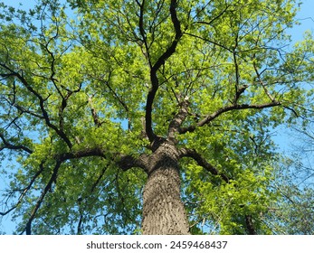 Tree background, an oak tree low shot angle in blue sky - Powered by Shutterstock