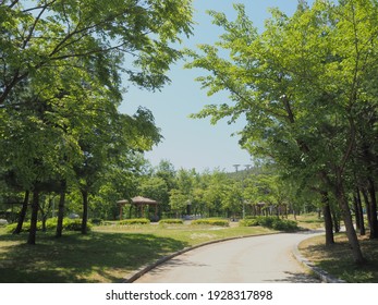 tree background scenery garden green