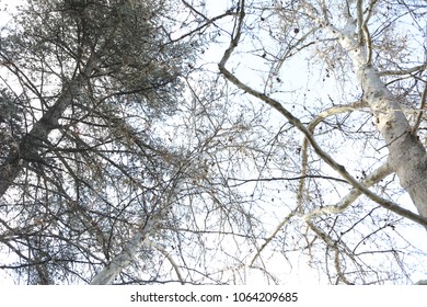 tree background texture