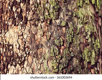 Tree Background / Texture
