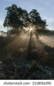 tree in the backlight of the sun at dawn in spring, fog over the earth and blue sky. Beautiful natural landscape. 