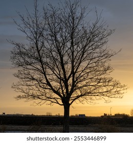 A tree backlit by golden light in an autumn sunrise. The silhouette of the solitary tree without leaves is visible in the early morning light - Powered by Shutterstock