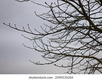 A tree with bare branches and a cloudy sky in the background. The tree is bare and the sky is cloudy, giving the image a somber and melancholic mood