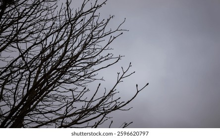 A tree with bare branches and a cloudy sky in the background. Concept of loneliness and emptiness, as the tree appears to be stripped of its leaves and the sky is overcast