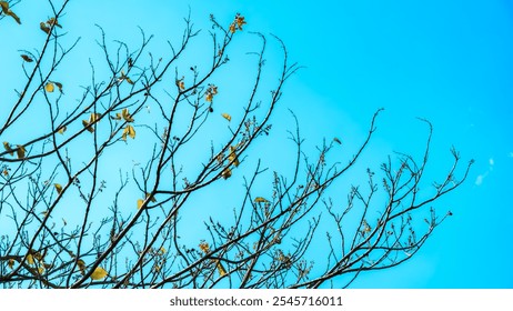 A tree with bare branches and leaves on the ground. The sky is blue and clear - Powered by Shutterstock