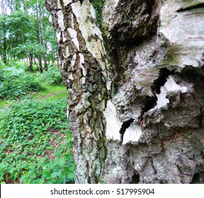 Tree bark
