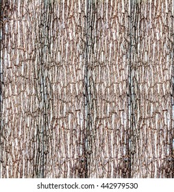 Tree bark background