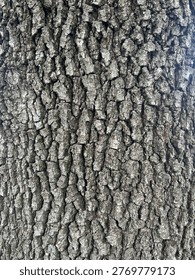 Tree bark background for phone or computer