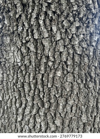 Tree bark background for phone or computer