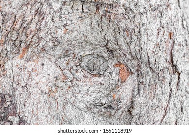 Tree bark background / texture