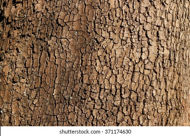 Tree bark background / texture