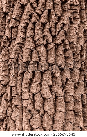 Tree bark background, texture. Demonstrating color of the year 2025 - Mocha Mousse.