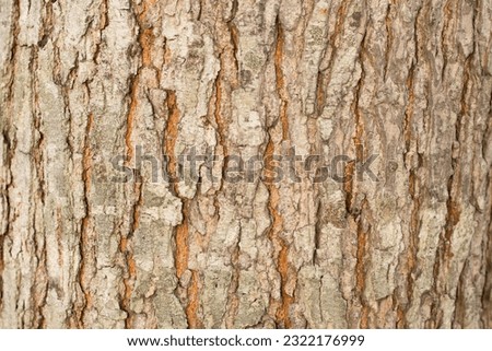 Tree bark background texture, Seamless texture from tree