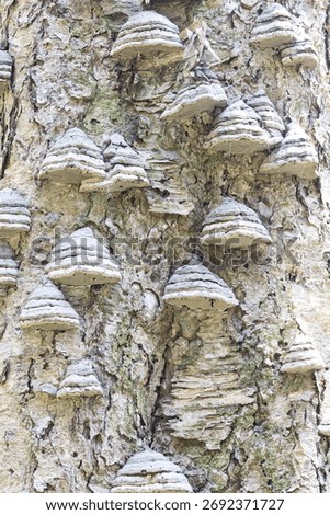 Tree bark as a background, vertical format
